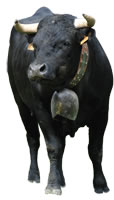 vache d' Hérens de Haute-Savoie