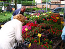 marché aux fleurs
