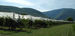 Vergers de Haute Savoie