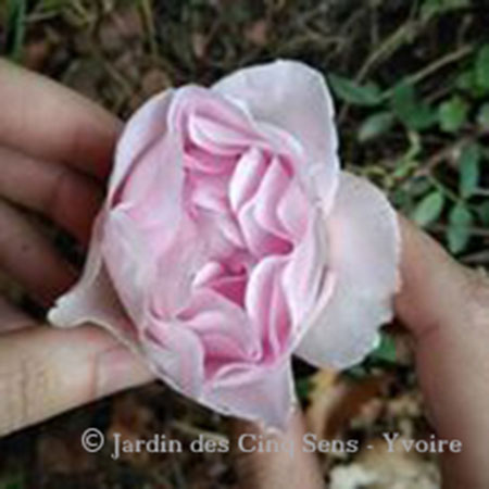 Rose Jardin des Cinq Sens