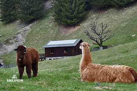 Lamas parc de merlet, Les Houches