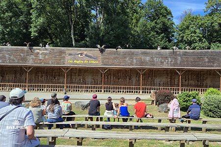 Spectacle de fauconnerie