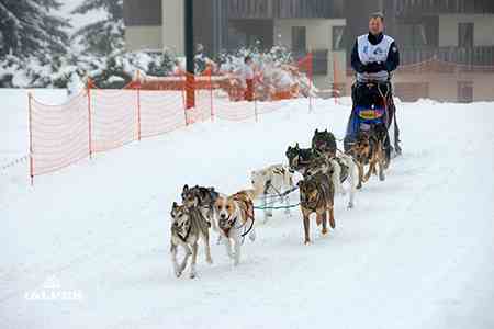 Attelage de chiens de traîneau