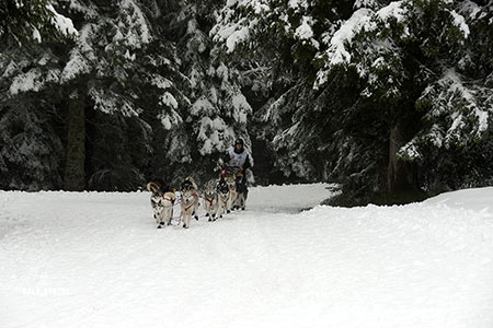 Musher en forêt
