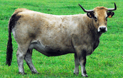 vache d' Aubrac