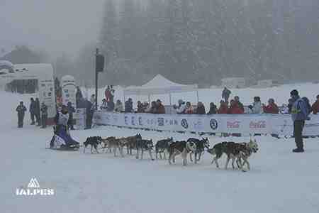Arrivée course chiens de traineau, Haute-Savoie