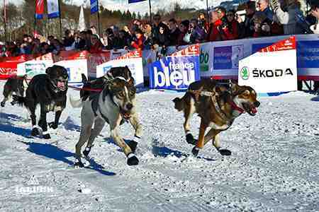 Départ course chiens de traineau, Haute-Savoie
