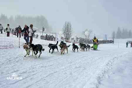 Passage course chien de traineau, Haute-Savoie